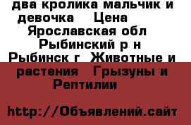 два кролика мальчик и девочка  › Цена ­ 800 - Ярославская обл., Рыбинский р-н, Рыбинск г. Животные и растения » Грызуны и Рептилии   